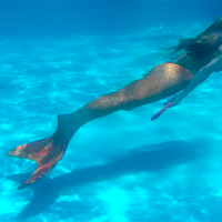 mermaid tail swimming
